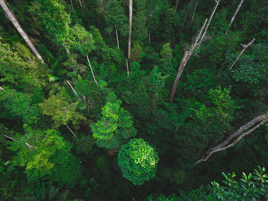 Deforestation and Its Impact on The Environment - The Green Doctrine